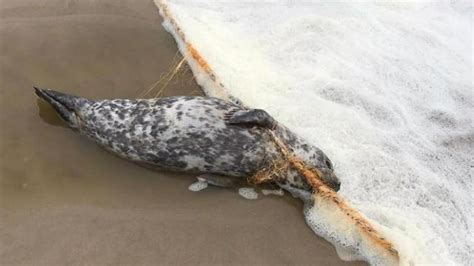 het rode ijs mijn strjd om de zeehonden te redden Doc