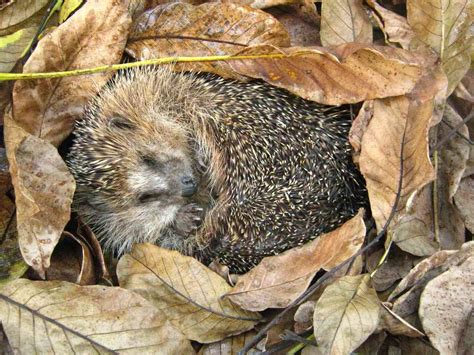 hibernation is _______.