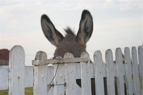 hidden donkey