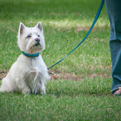 highland white terrier training guide PDF