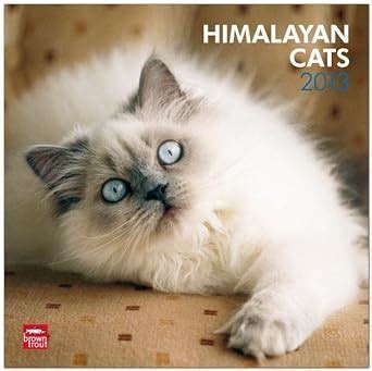 himalayan cats 2015 square 12x12 Doc