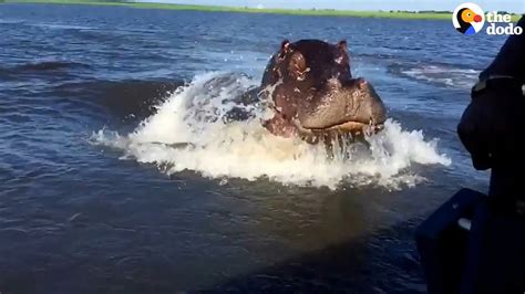 hippo chasing a boat