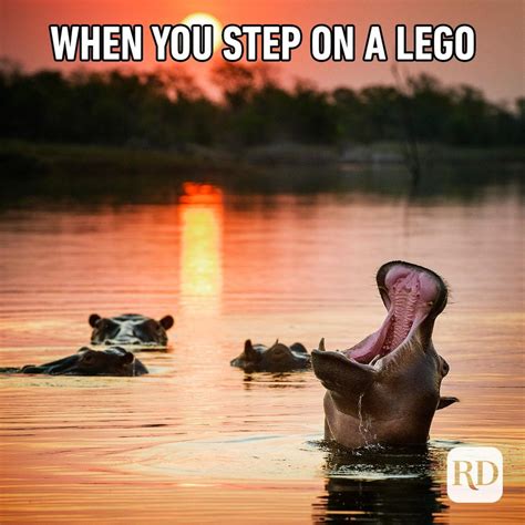 hippo memes