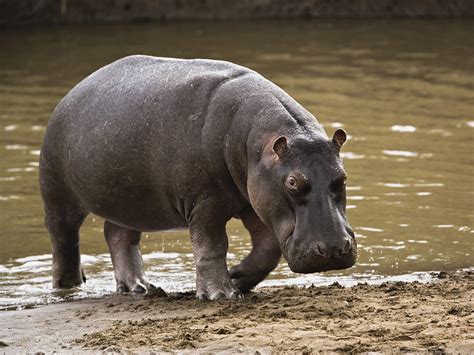 hippo with pasta hair