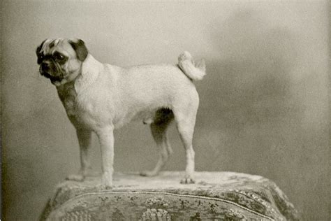 history of the pug breed