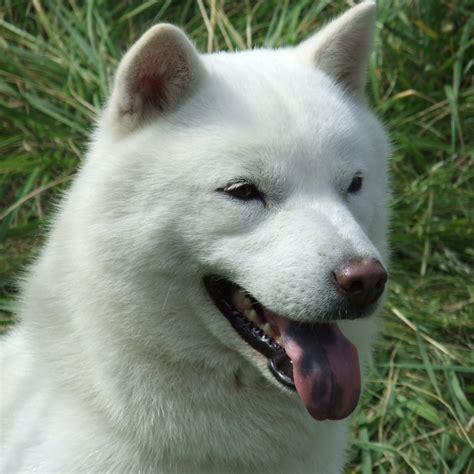 hokkaido inu for sale