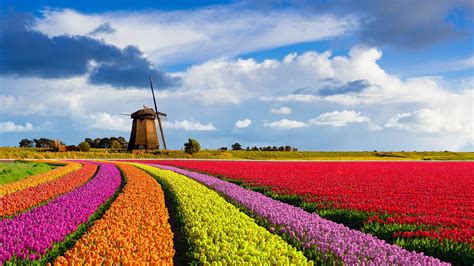 holland paradise of flowers nederland bloemenland Epub