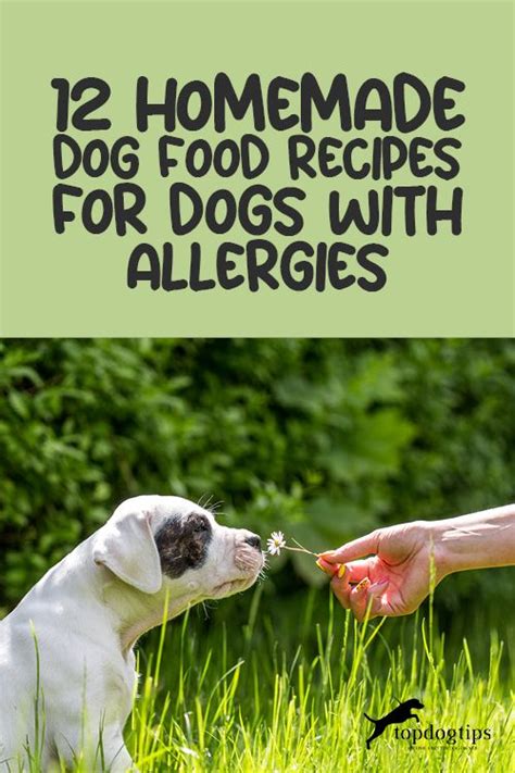 homemade food for dogs with skin allergies