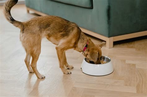 homemade probiotics for dogs