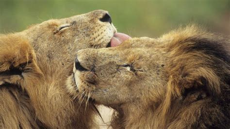 homosexual behaviour in animals homosexual behaviour in animals PDF