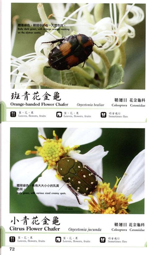 hong kong insects compiled for the urban services department Doc