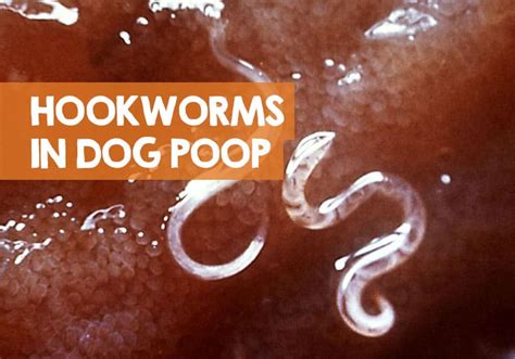 hookworm dog poop