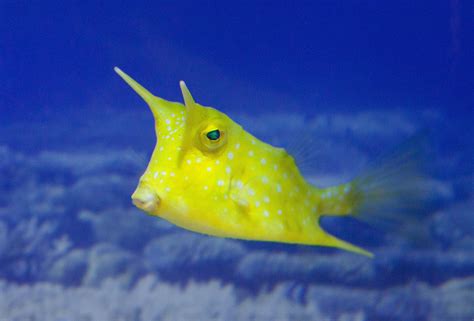 horned fish