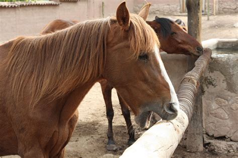 horse cribbing