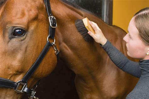 horse grooming