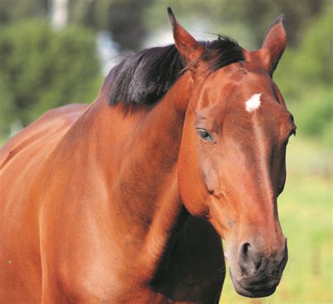 horse lethargic manual guide pdf Kindle Editon
