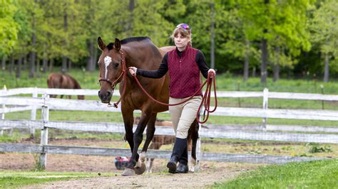 horse training in hand a modern guide to working from the ground Reader