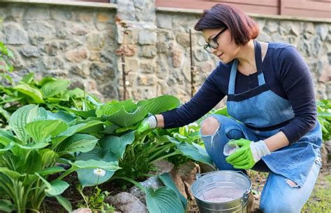 hosta fertilizer