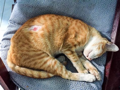 hot spots on cats