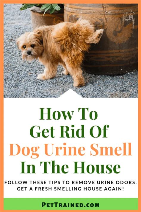 hot to get rid of dog urine smell