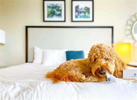 hotels that allow dogs in savannah ga