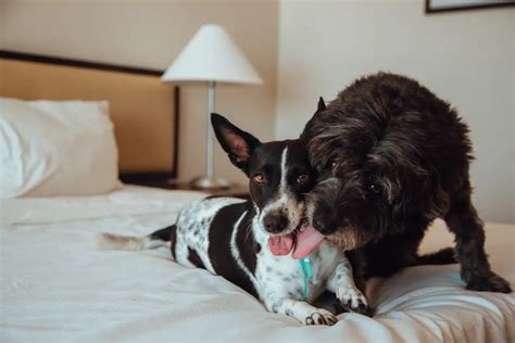 hotels that allow pets houston