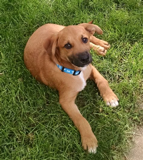 hound and labrador retriever mix