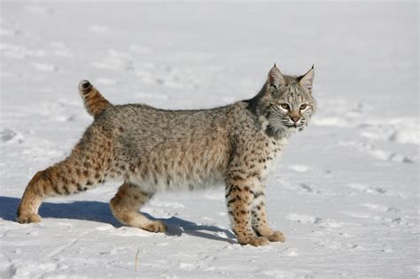 house cat that looks like a bobcat