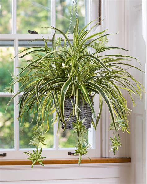 houseplants for low light