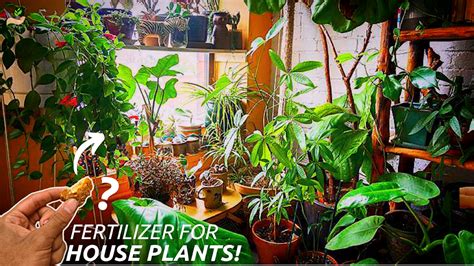 houseplants organic fertilizer