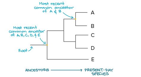 how 2 pairs od species are related