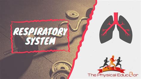 how aerobic respiration system works with exercise ib sehs