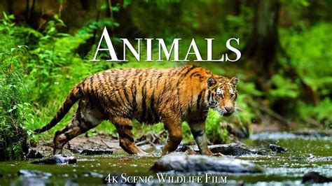 how animals live amazing world of animals in the wild the Reader