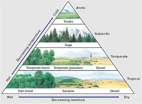 how are biotic different in the taiga and the rainforest