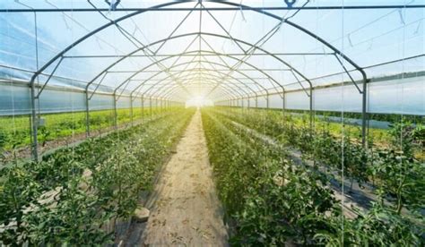 how are greenhouses produced in georgia