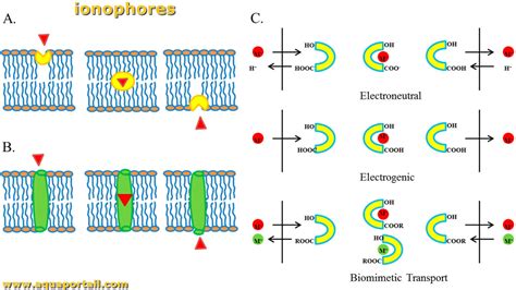 how are ionopores made