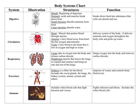 how body systems work together chart PDF