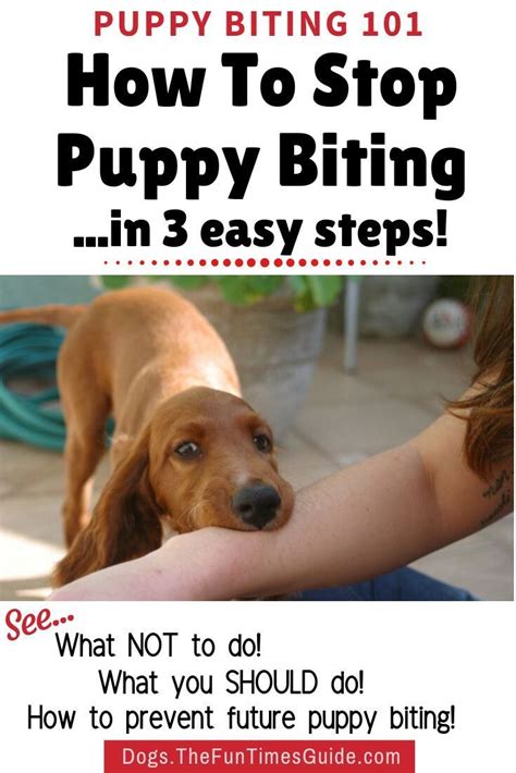 how can i get my puppy to stop biting