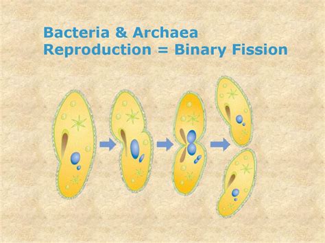 how do archaea reproduce