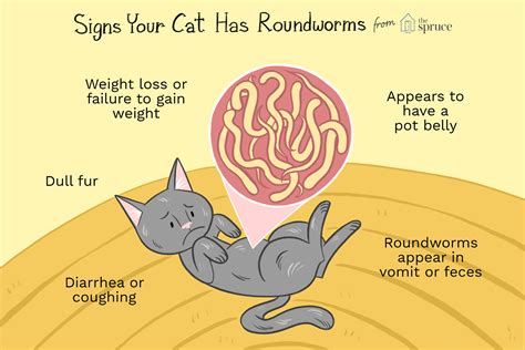 how do cats get roundworms