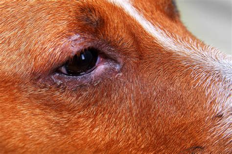 how do dogs get conjunctivitis