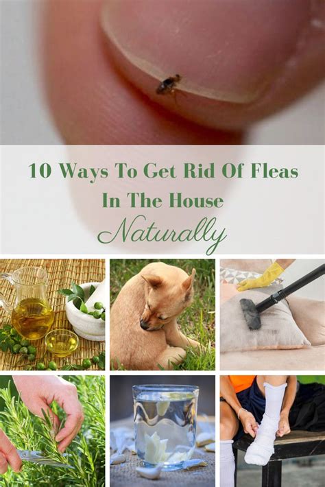 how do i get rid of fleas in my home