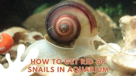 how do i get rid of snails in my fish tank Epub