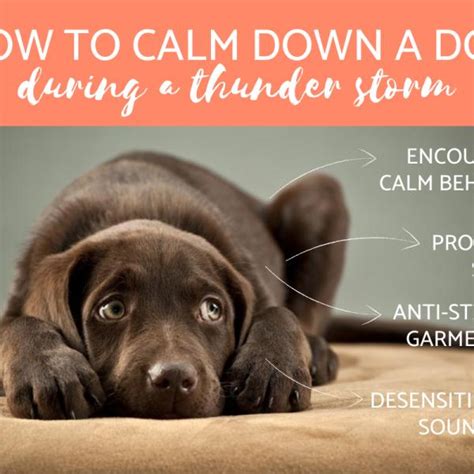 how do you calm a dog down