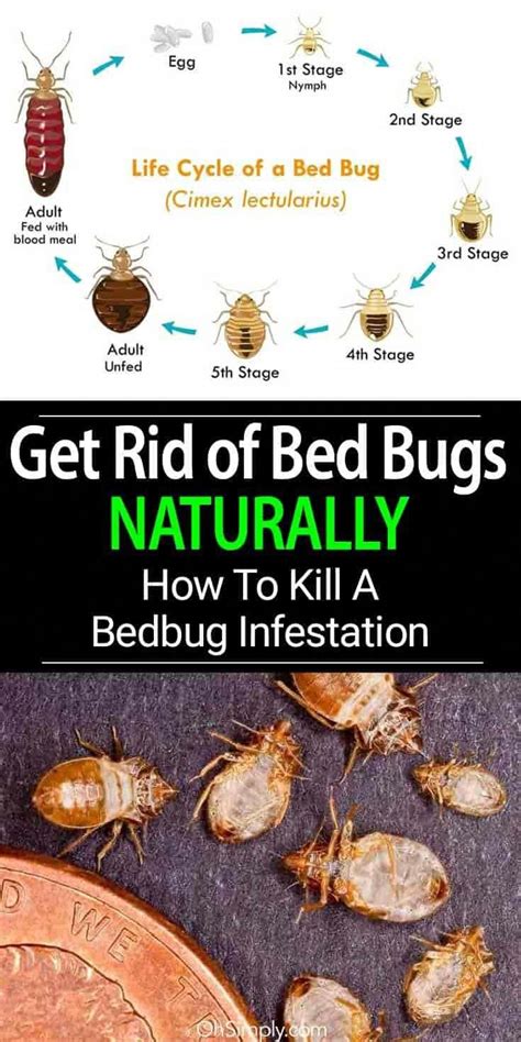 how do you get rid of bed bugs