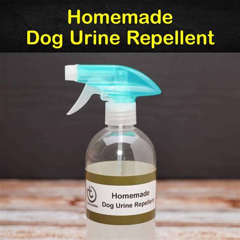 how do you remove the smell of dog urine