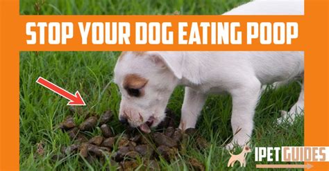 how do you stop a dog from eating poop