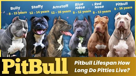 how long a pitbull can live