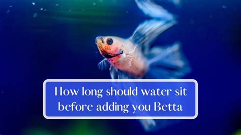 how long after conditioning water can you add betta fish