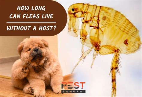 how long can a flea live without a host